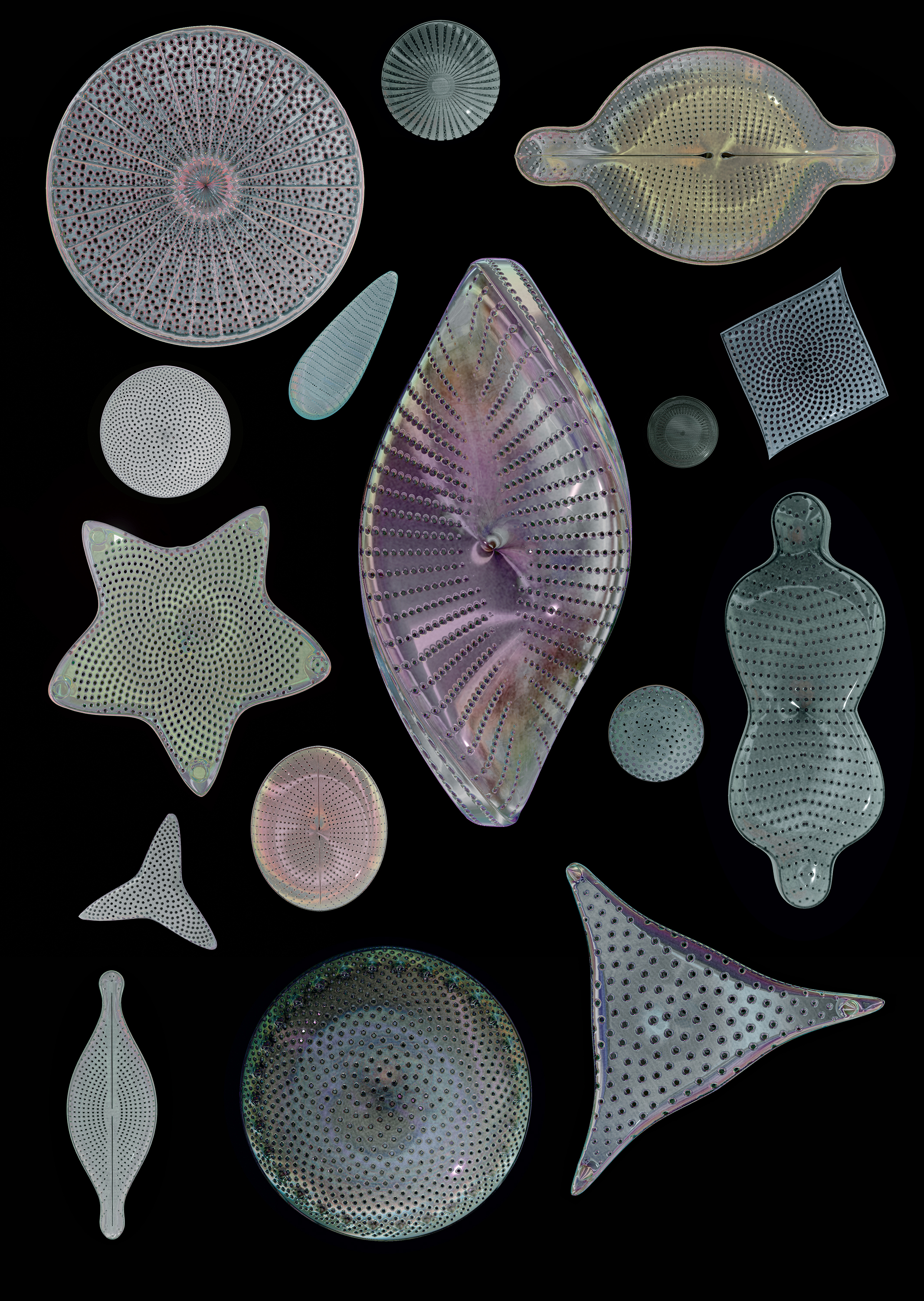 Jewels of the Sea