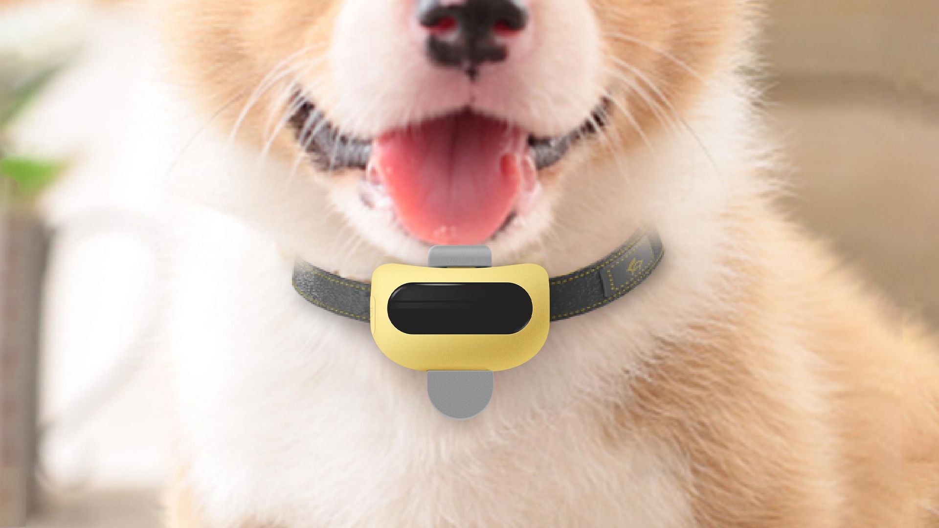 Lookingpet GPS Pet Tracker