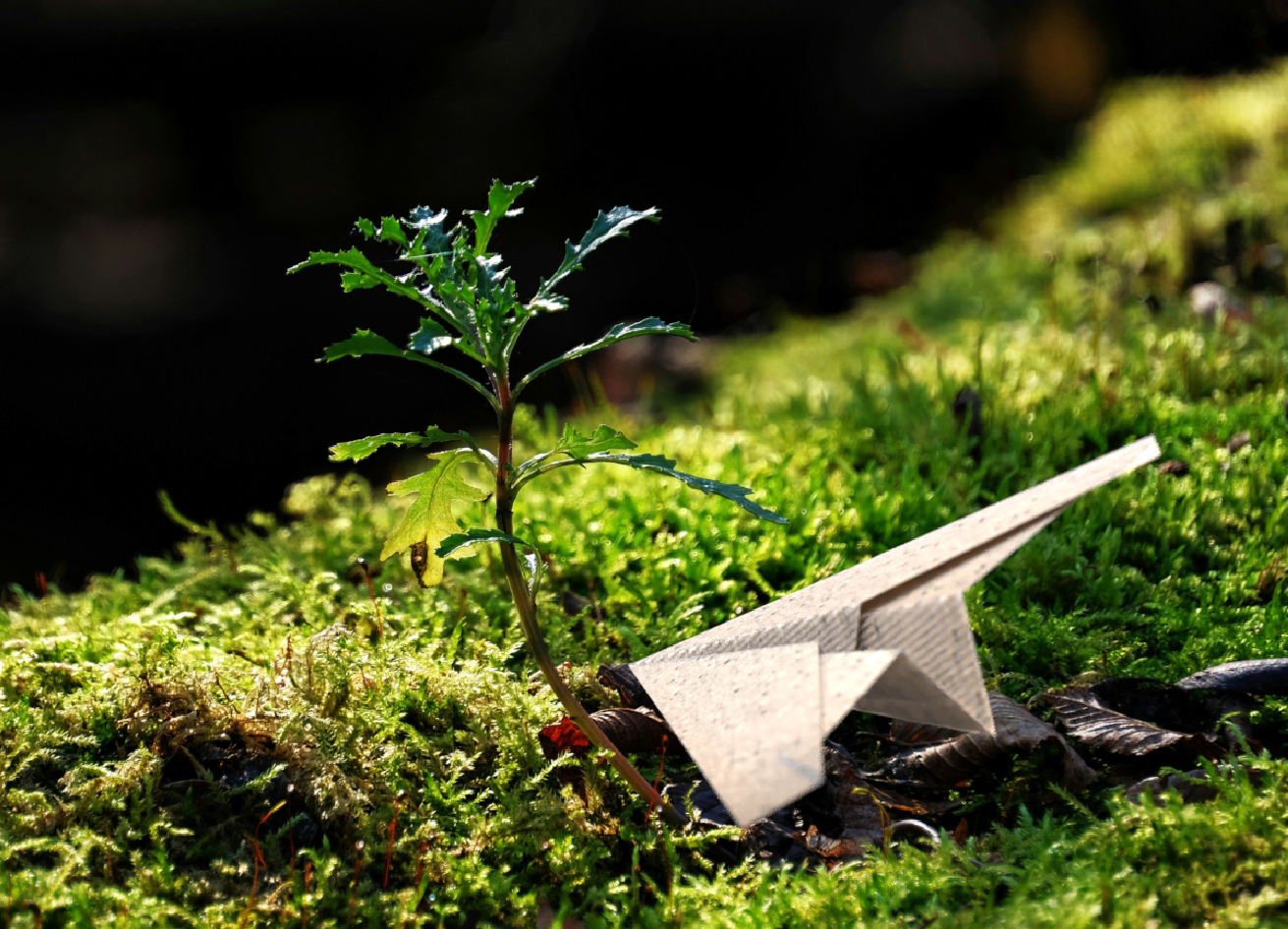 Seed Paper Airplane