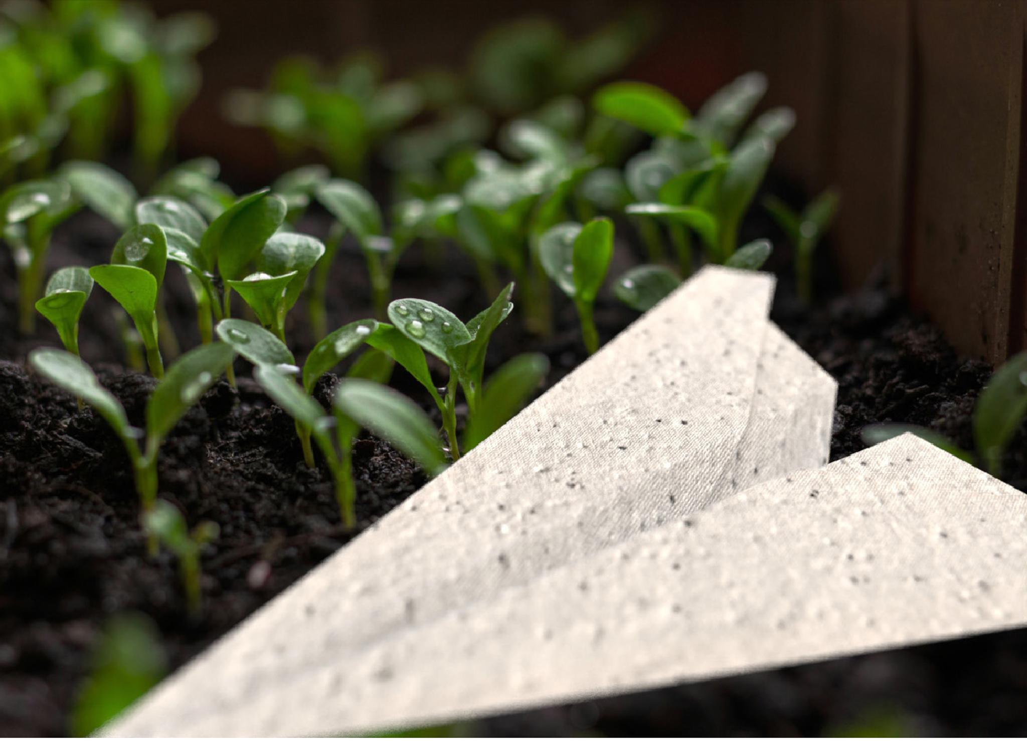Seed Paper Airplane