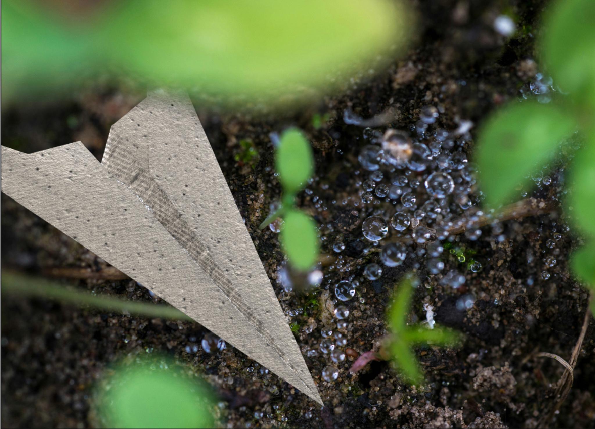 Seed Paper Airplane