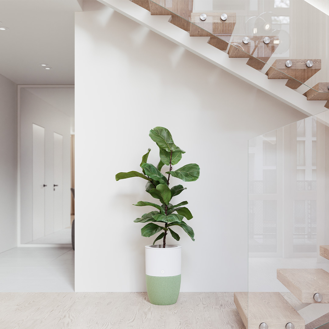 Bloom - Air purifier - Fresh air looks good.