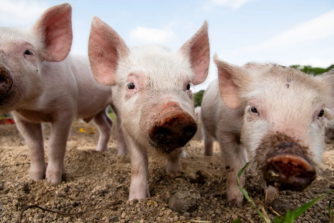 Wakker Dier sonic identity