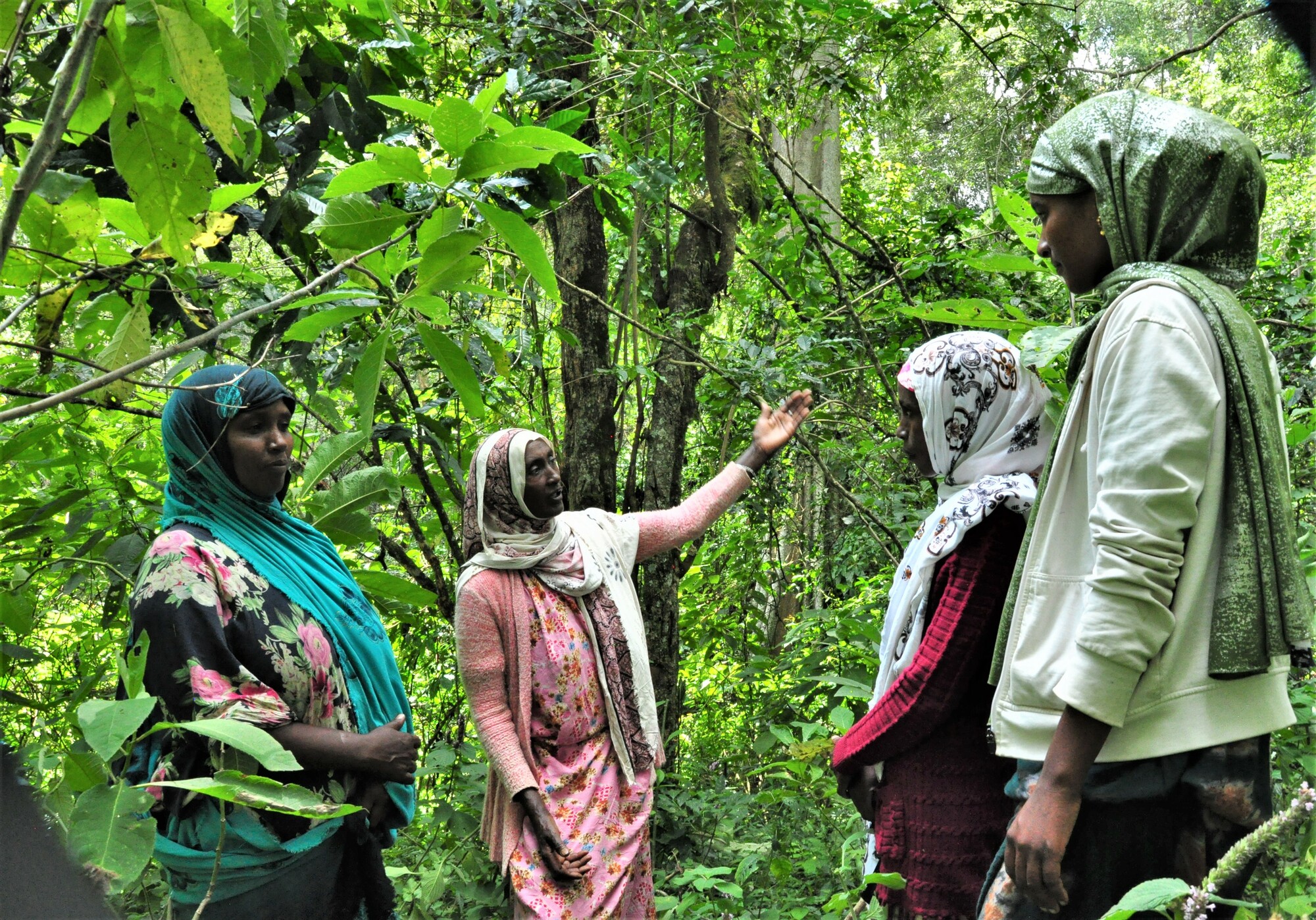 Forests for Sustainable Development