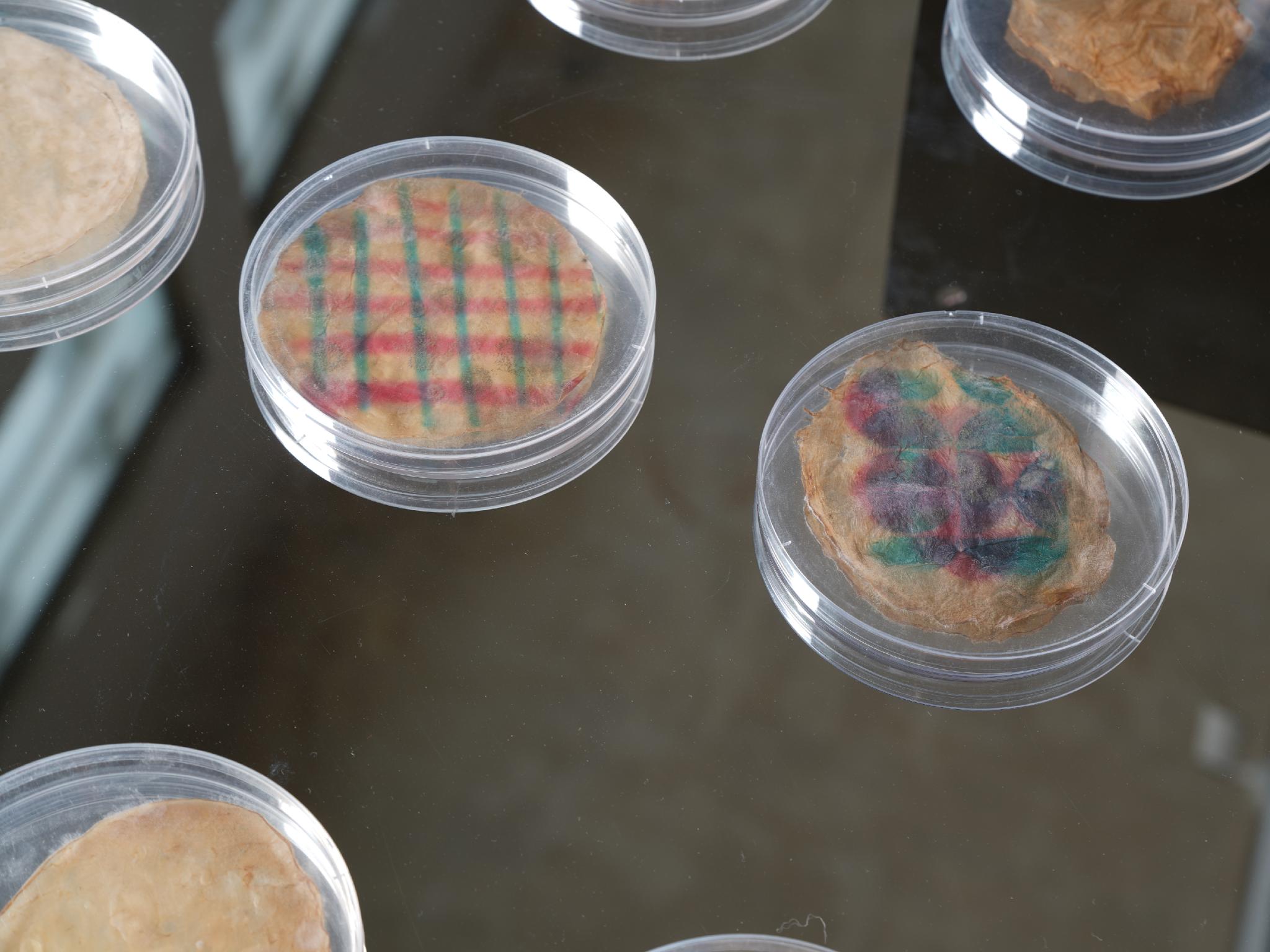 Mr. Kombucha’s Lab II