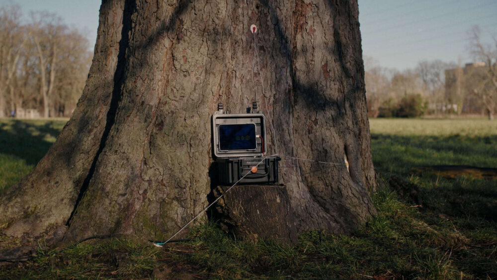 Talking Tree