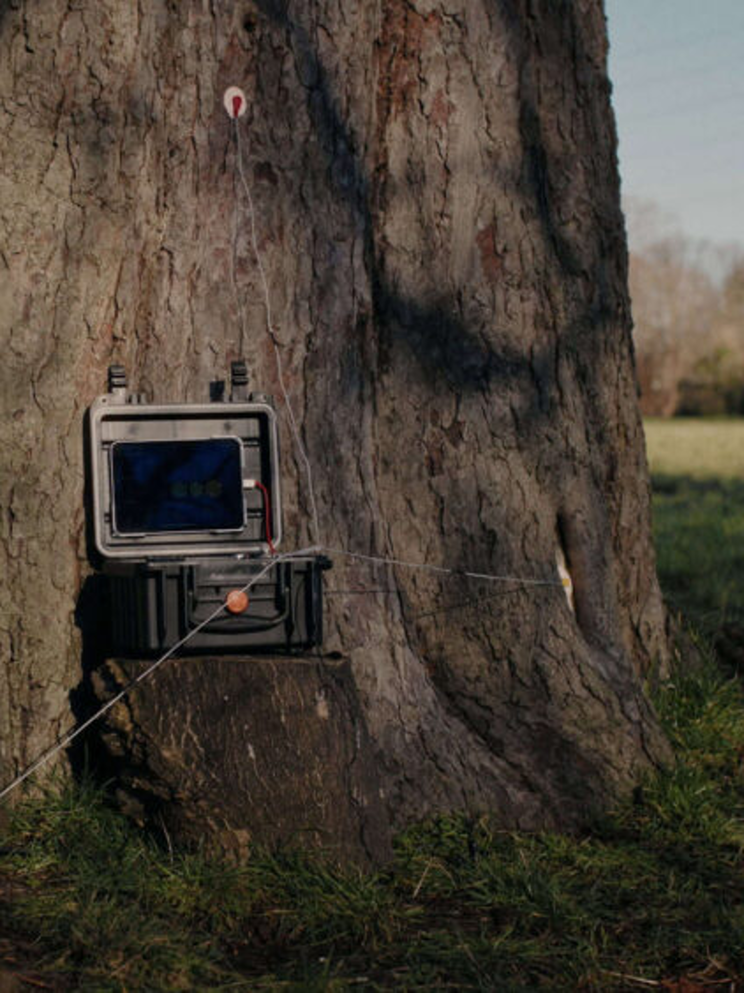 Talking Tree