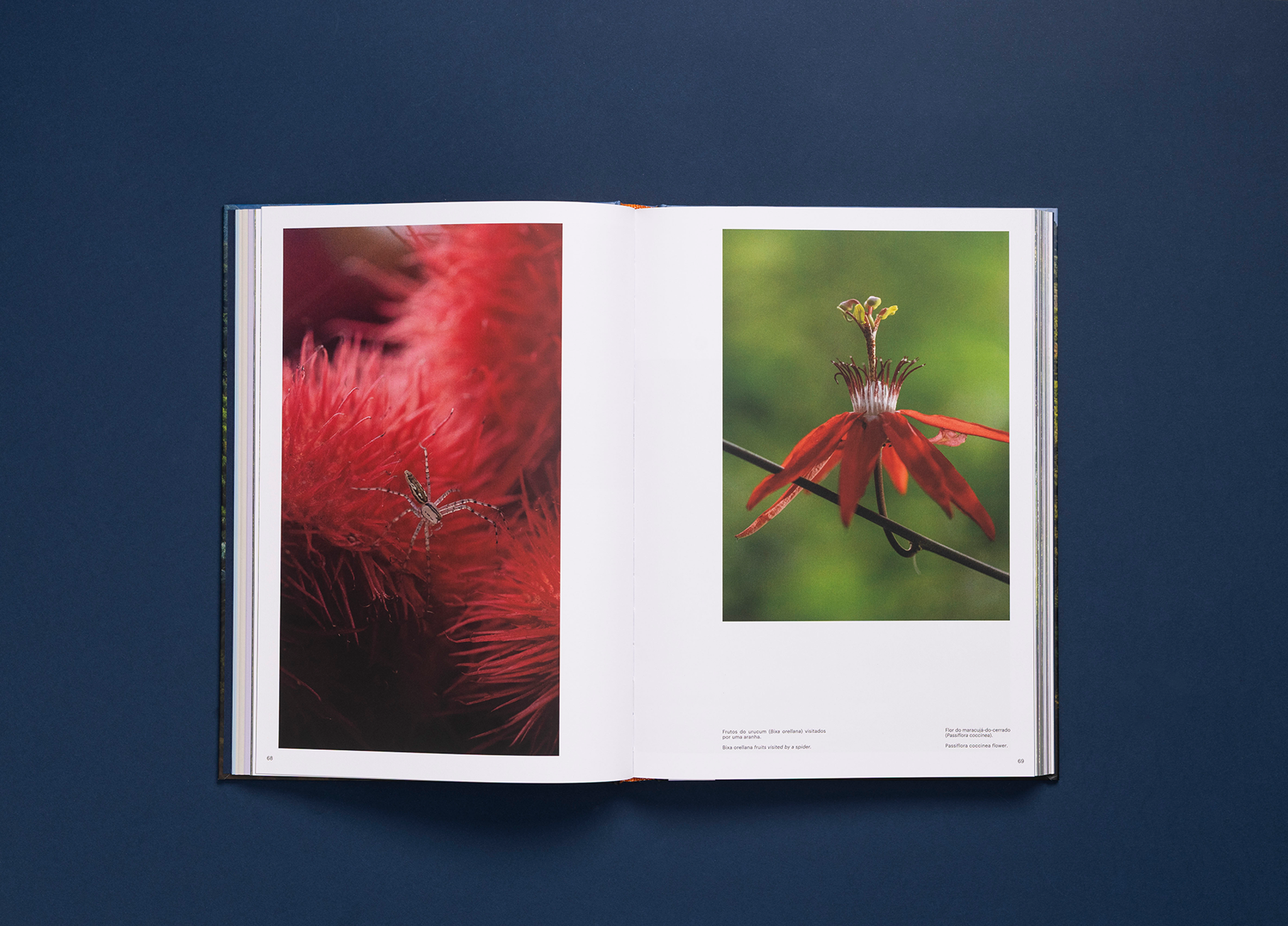 Root, seed, leaf and flower - Inhotim Gardens