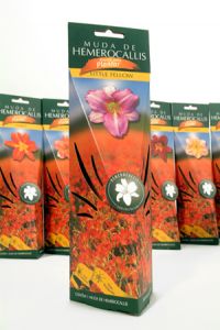 Hemerocallis