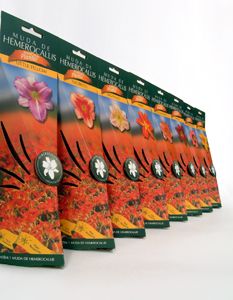 Hemerocallis